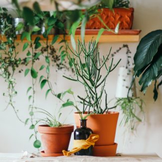 Pots de plantes disposés sur une table et sur des étagères murales en bois.