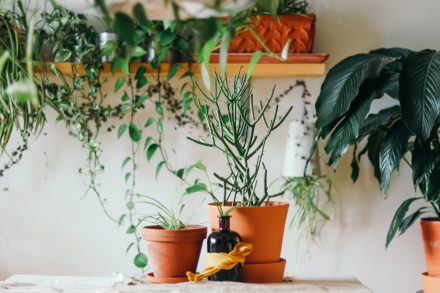 Pots de plantes disposés sur une table et sur des étagères murales en bois.