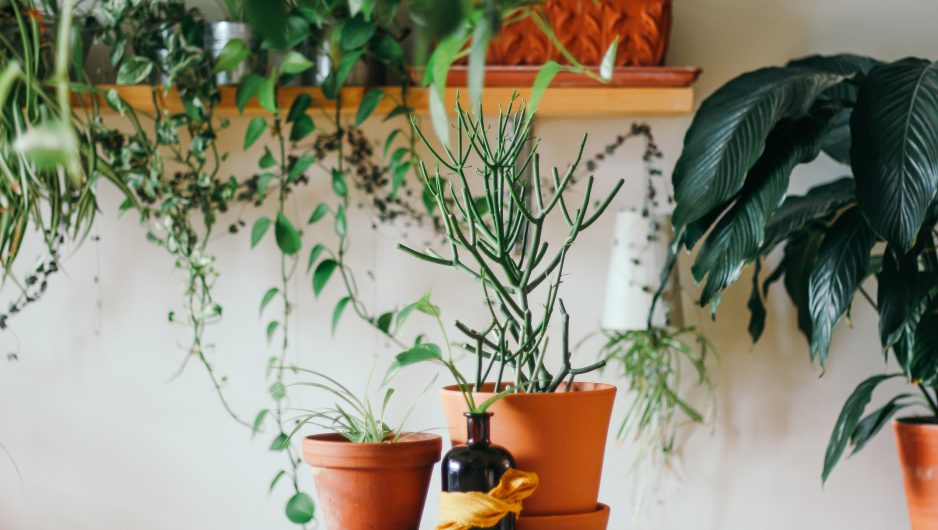 Pots de plantes disposés sur une table et sur des étagères murales en bois.