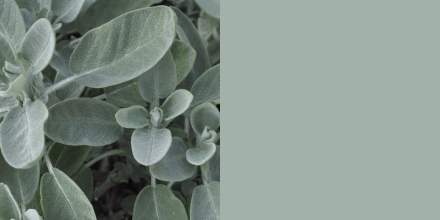 Vert sauge Quietude (HGSW 7004), teinte douce inspirée du style Mid-Century, remise au goût du jour dans la palette Tendance Couleur 2025 de Sherwin-Williams.