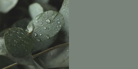 Nuance Eucalyptus chaleureux de Valspar, un vert doux inspiré de la nature, couleur de l’année 2026.