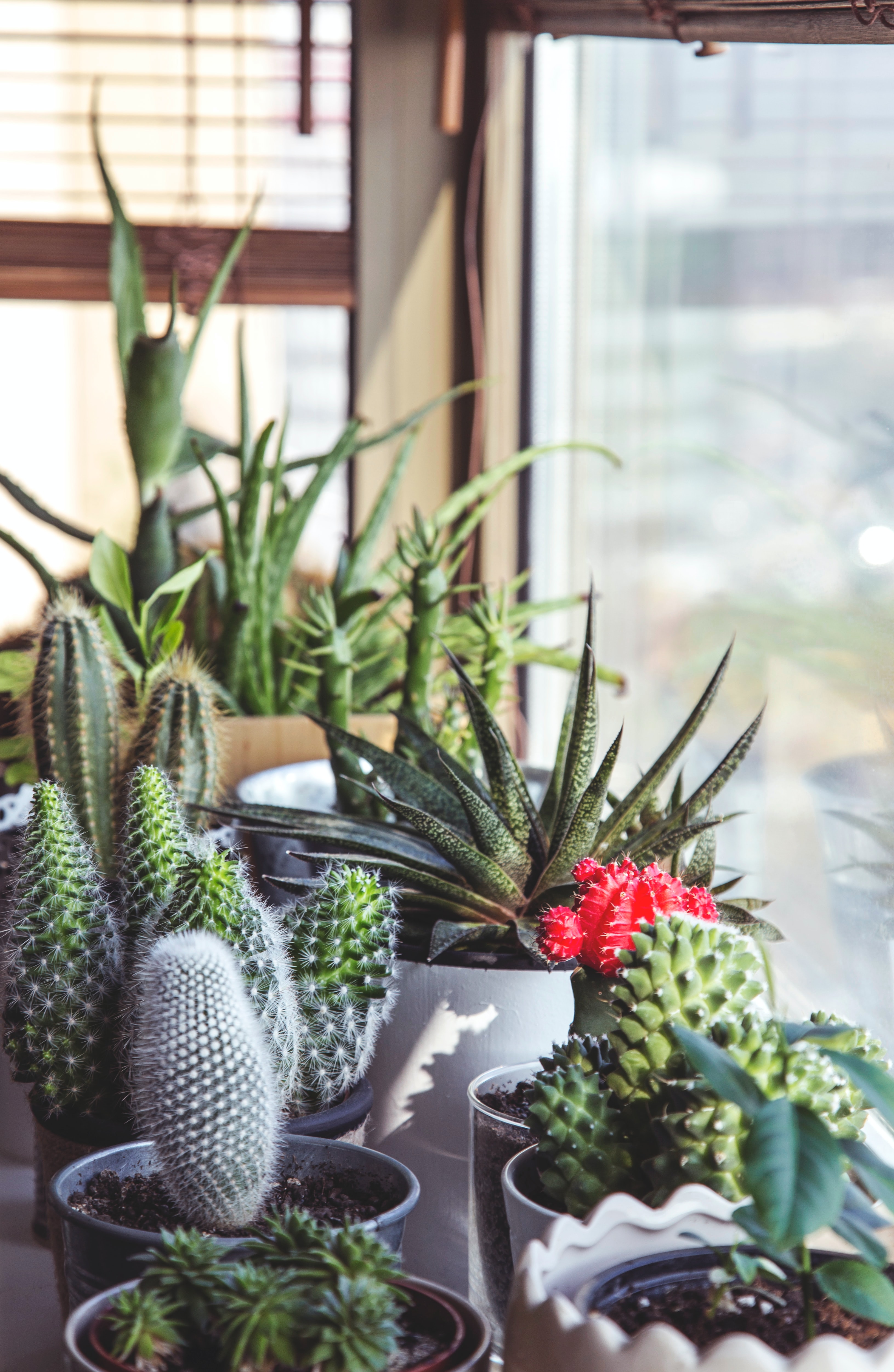 Différentes variétés de cactus disposées sur le rebord d'une fenêtre